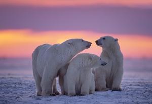 Белите мечки може да изчезнат до 2100 г. заради изменението на климата