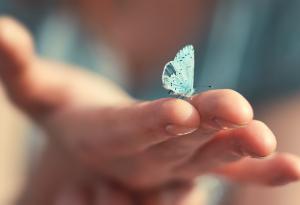 Притча за убийството на пеперуда