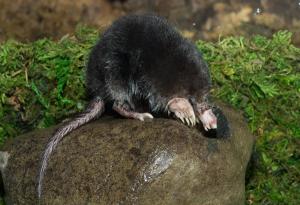 Хранене за четвърт секунда