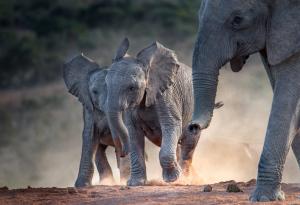 Слоновете имат свой собствен език?