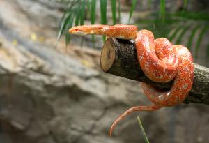 Синтетично антитяло неутрализира смъртоносната отрова на много видове змии