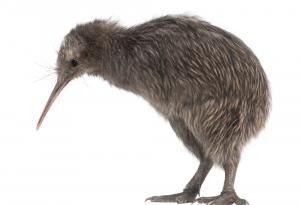 Най-малката птица бегач