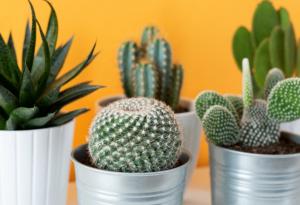 Кактусите вдъхновиха създаването на лепенка за събиране на пот