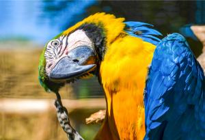 Папагалите разбират теорията на вероятностите