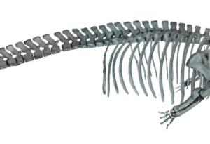 Праисторическа находка