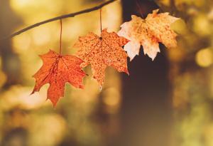 Есента като любов