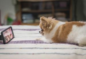 Кучетата предпочитат телевизионни предавания с други кучета и документални филми за природата