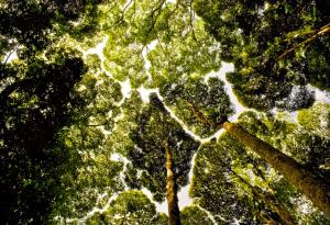 Защо някои дървета са "срамежливи" и не докосват чуждите листа?