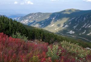 Застрашени местообитания в България: тревни и храстови