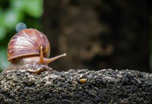 Охлювите имали любим цвят