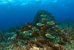 Учени отглеждат корали в лаборатории, за да възстановяват унищожени рифове 
