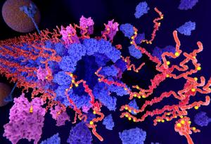 Изолираха протеин, който стимулира мозъка на възрастни маймуни и може да помогне при хора с деменция 