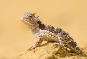 Най-странното приложение на кръвта