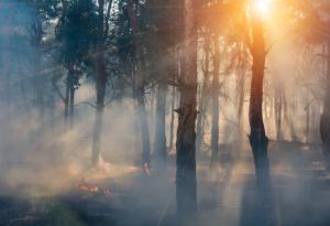 2022 г: Рекордни горещини в Европа, Старият континент се затопля най-бързо