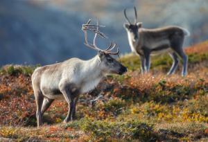 Зрението на северните елени е еволюирало, за да виждат любимата си храна 