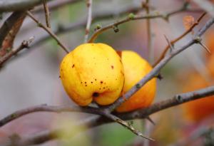 Защо е важно да опазим застрашените диви роднини на културните растения?