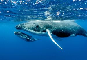 За да не ги чуят косатките, китовете шепнат на малките си