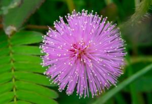 Учени откриха най-ранното „спящо“ растение