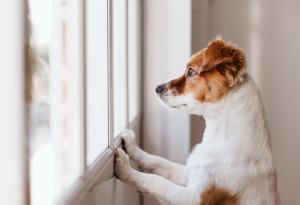 Ако вашето куче можеше да говори