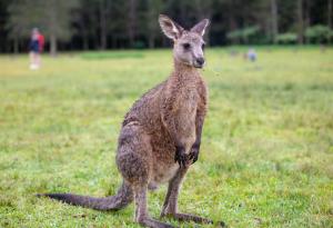 Най-дългият скок