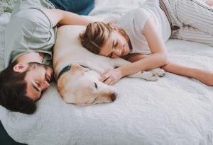 С домашен любимец в леглото