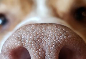 Израелски учени използват кучета, направлявани от ИИ, за ранно откриване на рак с над 94% точност