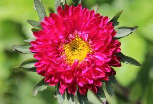 Фенологията на растенията е важен биоиндикатор за изменението на климата