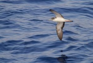 Буревестник е прелетял с тайфун повече от 1100 км