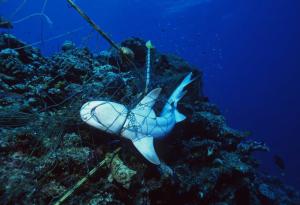 Изгубените в моретата и океаните риболовни корди могат да обвият Земята 18 пъти