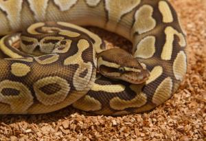 Изключително стар кралски питон снесе яйца, въпреки че не е виждал мъжки от десетилетия