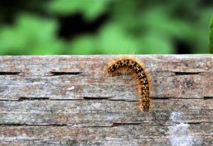 Учени откриха нов вид месоядна гъсеница с прозвището „колекционер на кости“