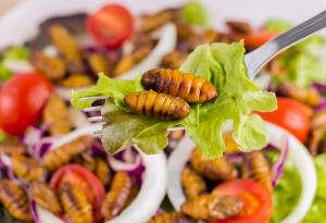 Новите храни могат да се превърнат от противни във вкусни с развитието на възприятията на хората