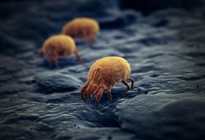 Най-силното животно 