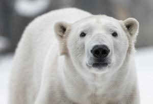 Проучване установи пряка връзка между парниковите емисии и намаляването на популациите на белите мечки 