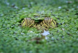 Най-опасният крокодил