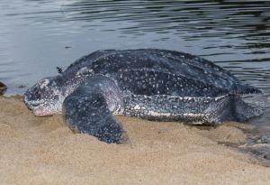 Най-голямата костенурка