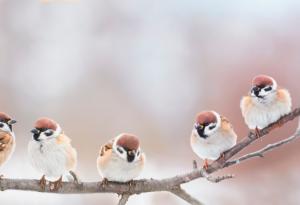 Врабчетата в България изчезват