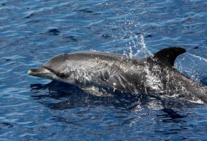 Записаха за първи път как делфин говори на езика на морските свине