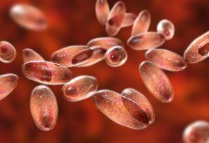 Потвърдиха устойчив на антибиотик щам на чумата в Мадагадскар, който се предава от човек на човек