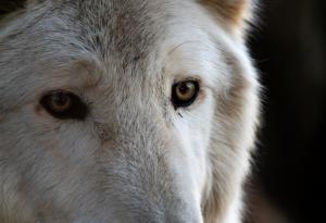 Генно инженерство възражда изчезнал вид вълк: Прекрасен, но с ограничения в природата