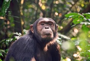 За първи път шимпанзета бяха забелязани да убиват горили