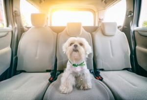 Кучетата предпочитат електрическите автомобили пред дизеловите 