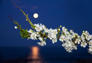 Тазседмичната Суперлуна „Цвете“ ще бъде последната за 2020-а