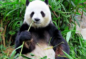 Пандата - най-лакомият бозайник