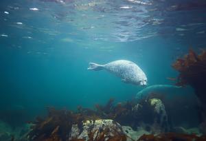 Глобалното затопляне променя цвета на океана и заплашва морските екосистеми в Арктика