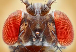 Оптичните илюзии заблуждават и плодовите мушици