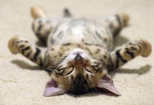 Какво сънуват котките?