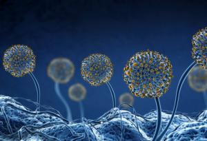 Какво да направите, ако по невнимание сте погълнали мухъл