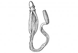 Учени: Човекът е далечен братовчед с червей