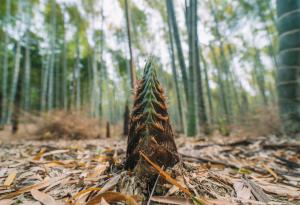 Специалистът по най-бърз растеж